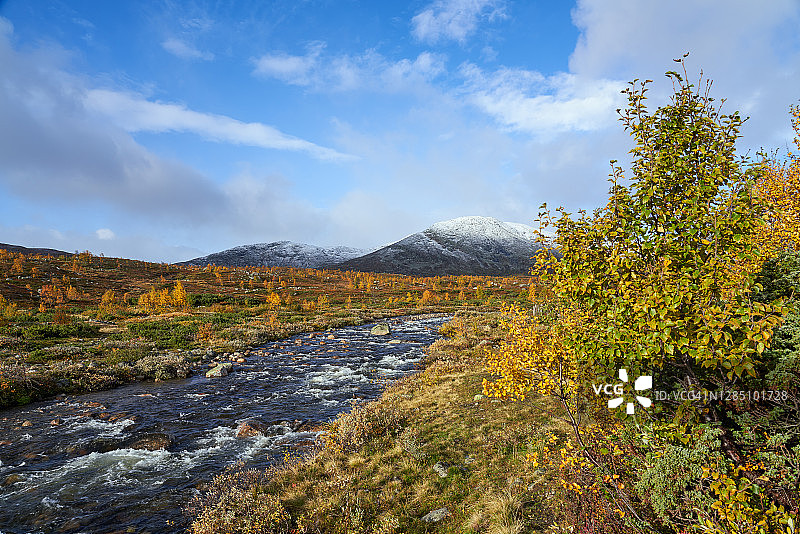 秋季山景：挪威布斯克吕郡海姆斯达尔的白桦树图片素材