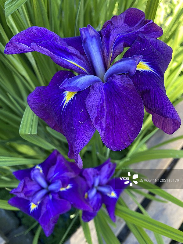 燕子花图片素材