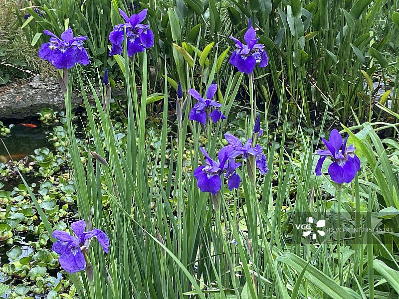 西伯利亚鸢尾花图片素材