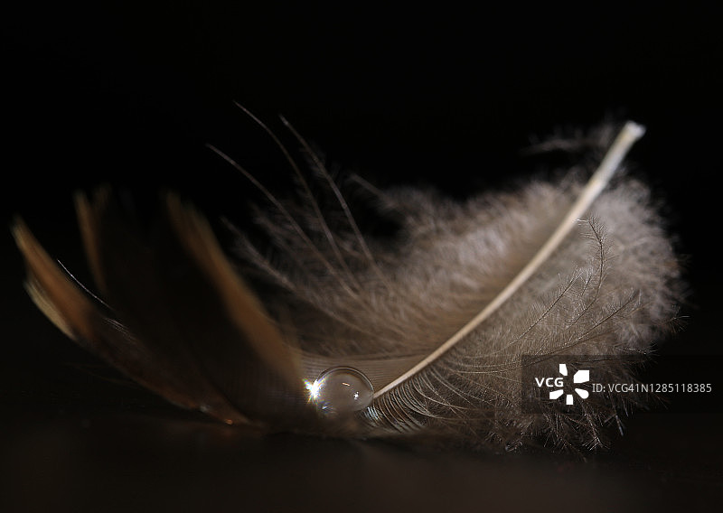 黑色背景下的水滴棕色羽毛特写图片素材
