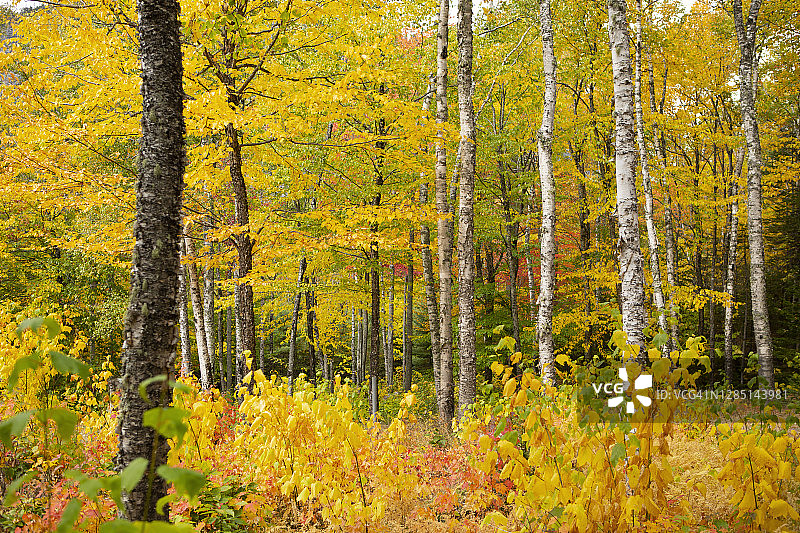 缅因州穆斯黑德湖金尼奥山的秋叶旺季图片素材