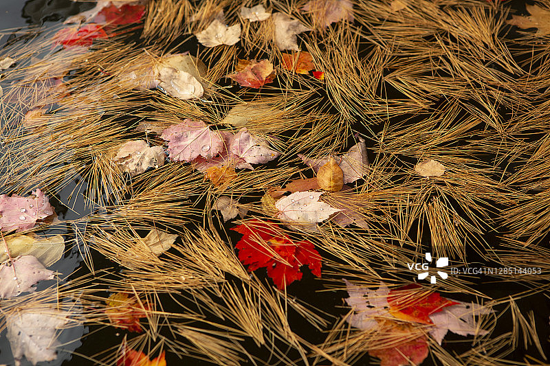 缅因州深色湖水中漂浮的松针和红枫叶图片素材