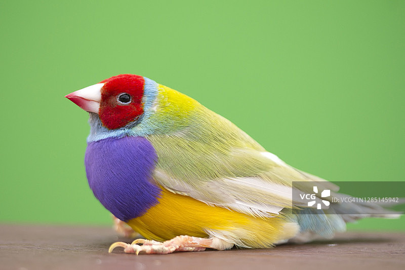 绿色背景上的彩色小鸟图片素材