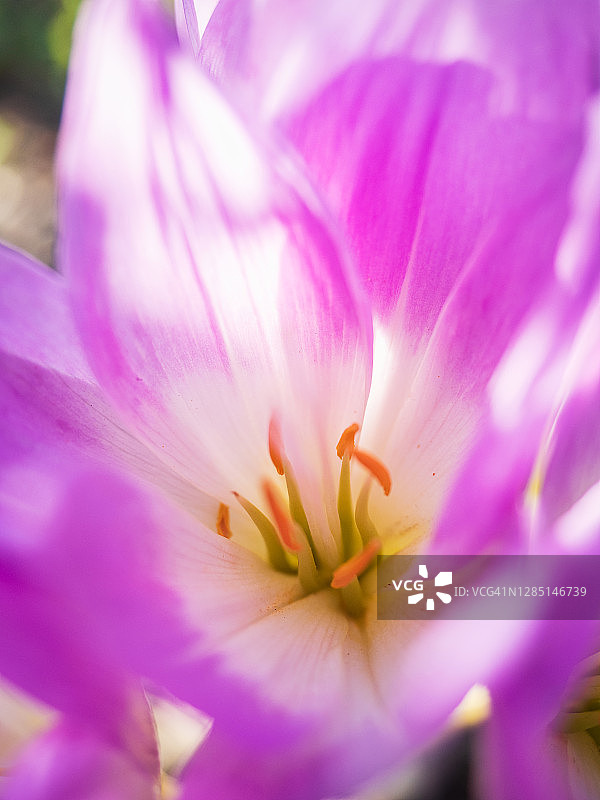 阳光明媚的花园里盛开的亮粉色花朵特写图片素材