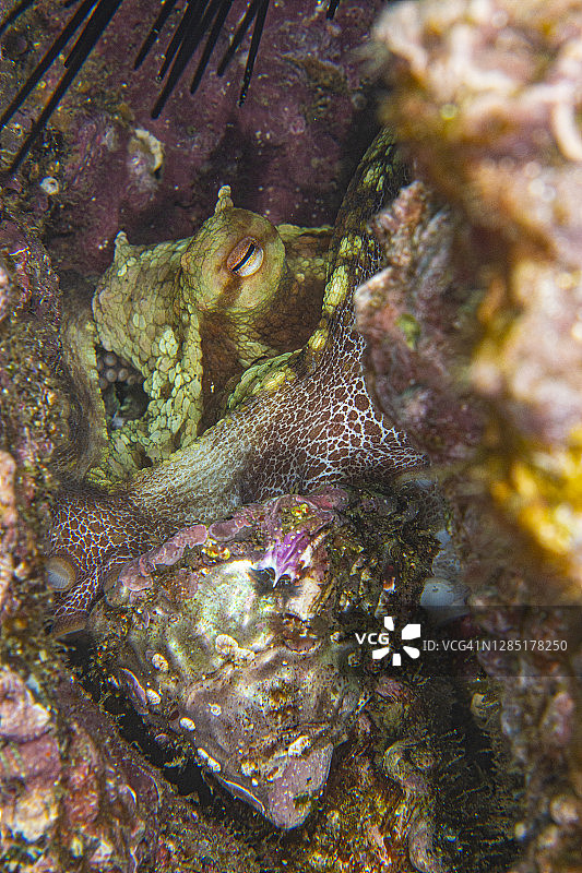 octo3Sept27-20图片素材