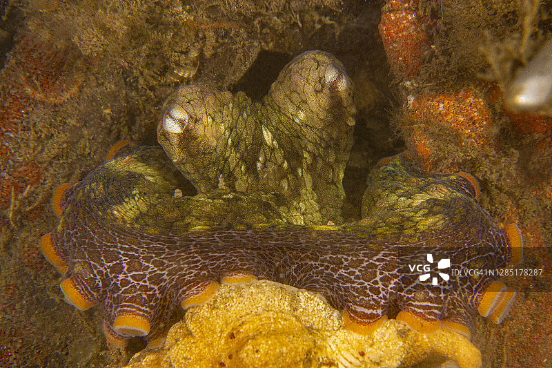 八边形图片素材