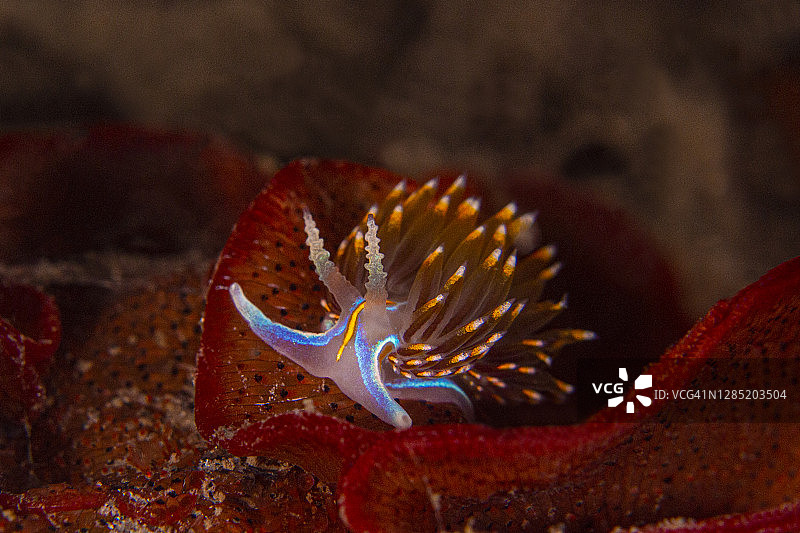 海蛞蝓图片素材