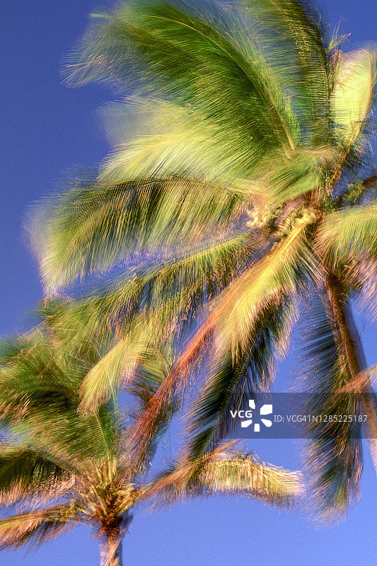 美国夏威夷的椰子树图片素材