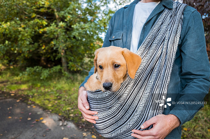 首次外出的拉布拉多幼犬图片素材