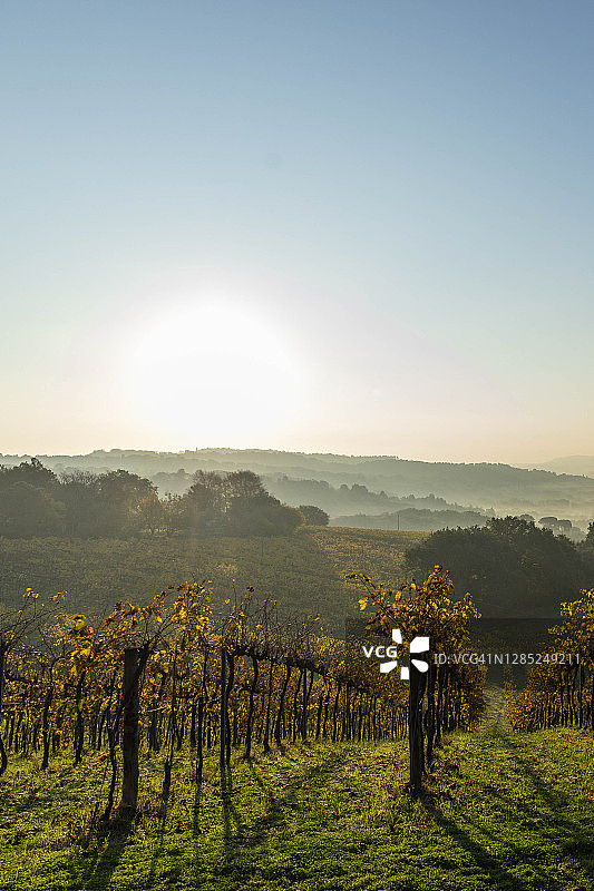 意大利托斯卡纳山丘上的秋色葡萄园图片素材