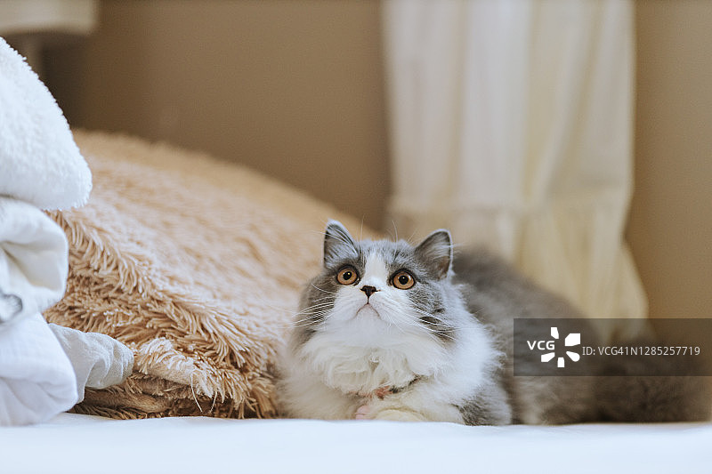 小猫躺在床上图片素材