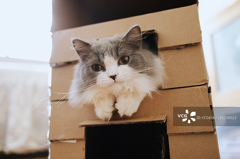 猫藏在纸箱里图片素材