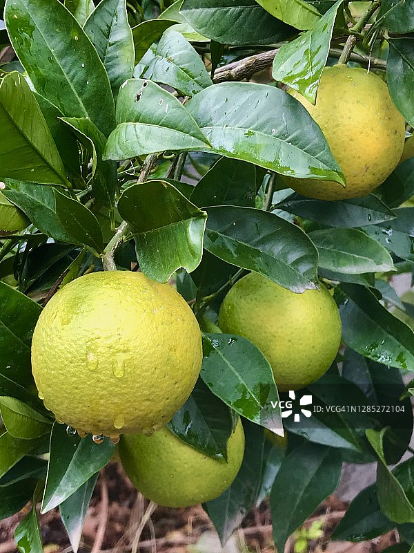 树上的橙子图片素材