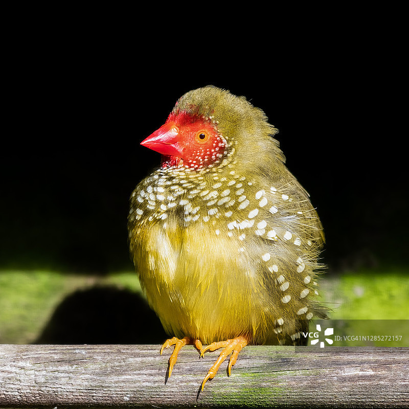 栖息在栖木上的星雀图片素材