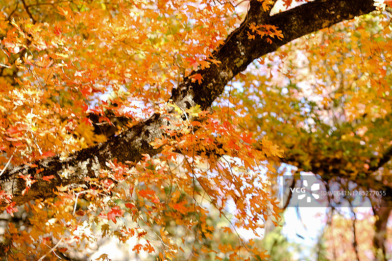 迷失枫树州立公园的秋叶图片素材