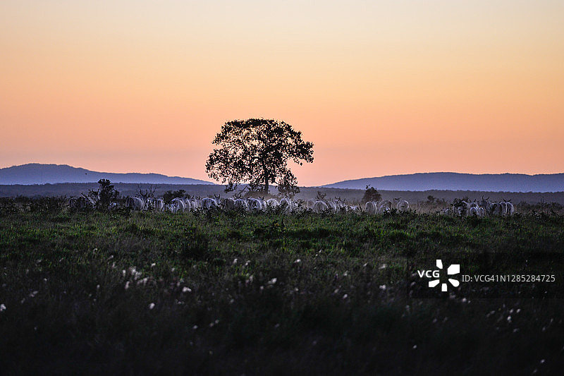 巴西牲畜农场景观图片素材