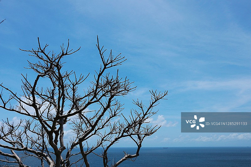 干燥树枝的完整画面图片素材