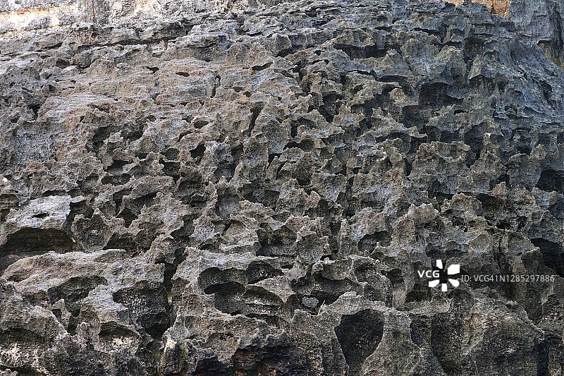 珊瑚特写镜头图片素材