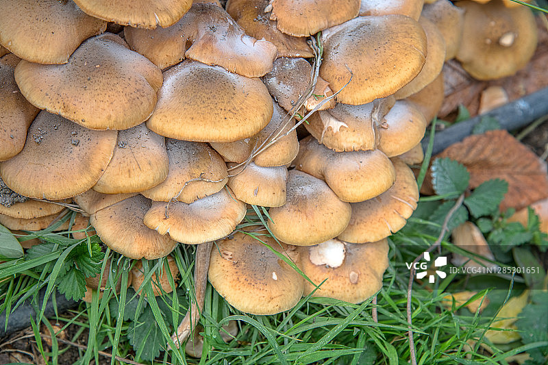 Armillaria Tabascens真菌图片素材