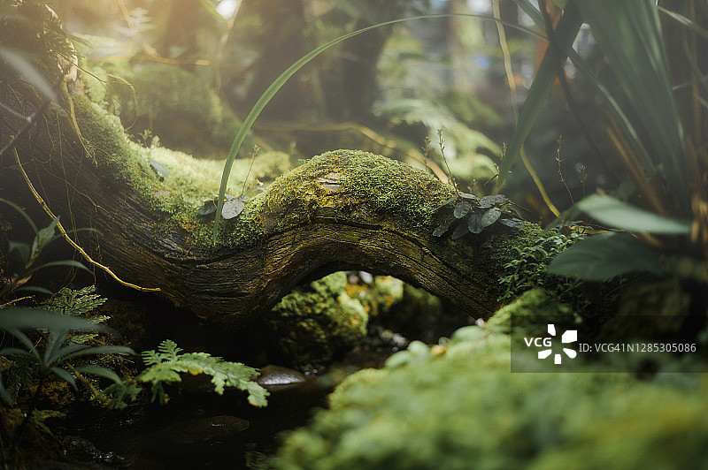 亚洲热带雨林：苔藓根系枝条微距照片图片素材