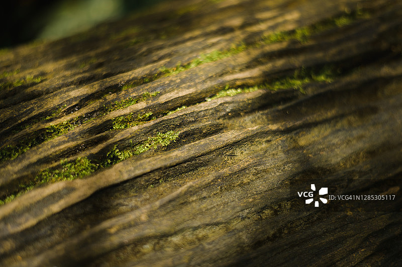 树干上生长的苔藓特写图片素材