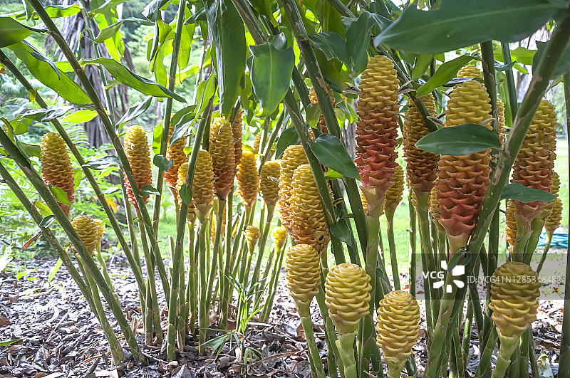 蜂窝姜（Zingiber spectabile Griff）图片素材