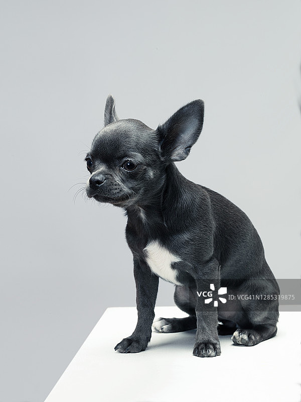 吉娃娃蓝图片素材