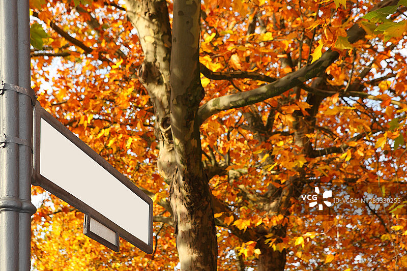 秋树旁的空白路标图片素材