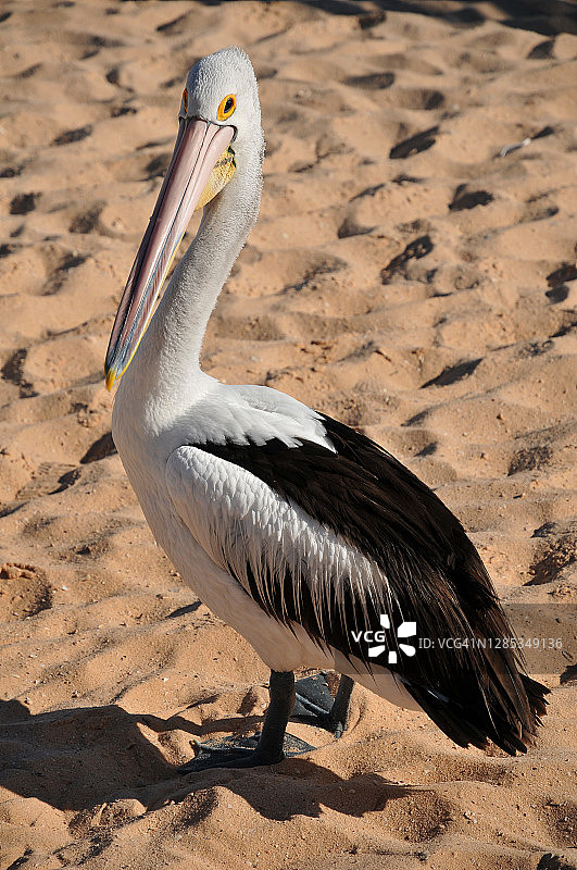 野生鹈鹕图片素材