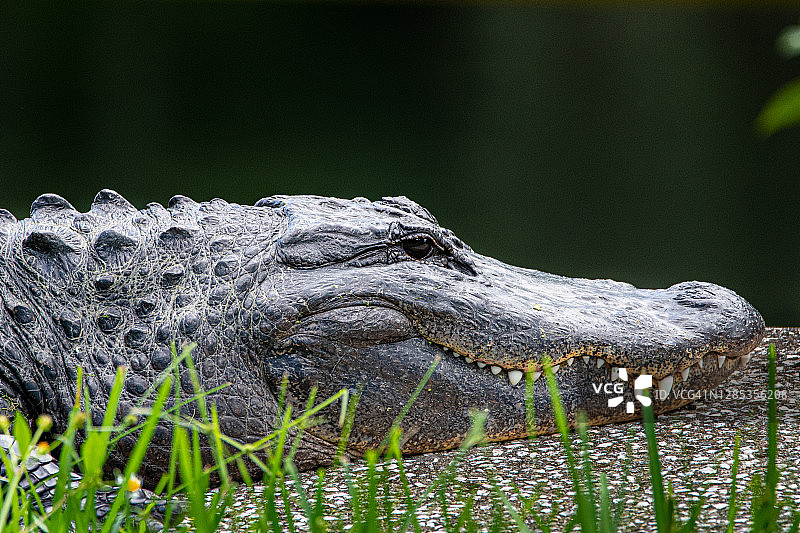 短吻鳄的微笑图片素材