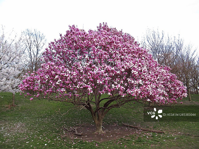 紫色春天开花的玉兰树图片素材