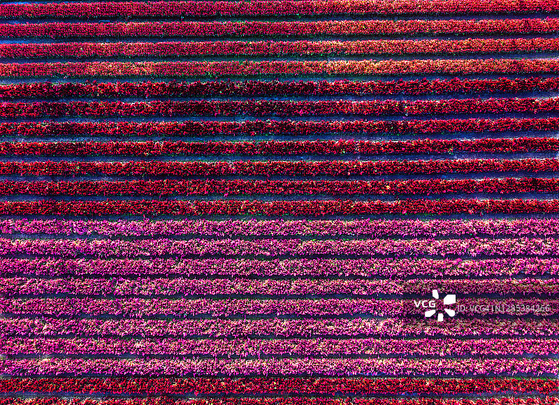 红色鸡冠花背景图片素材