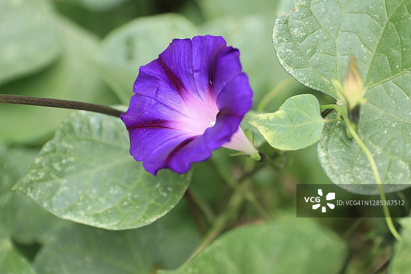 阳光明媚的紫色牵牛花图片素材