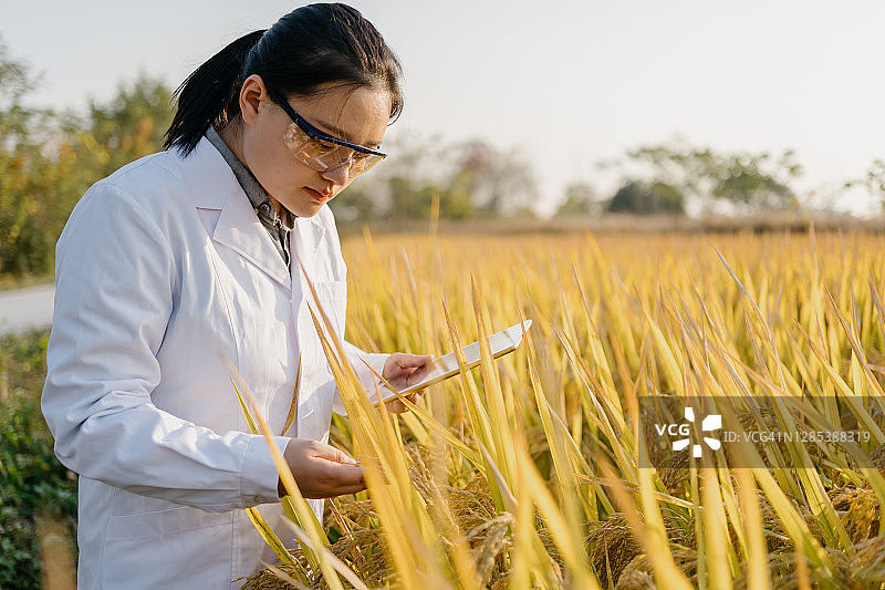 在农场工作的农业科学家图片素材