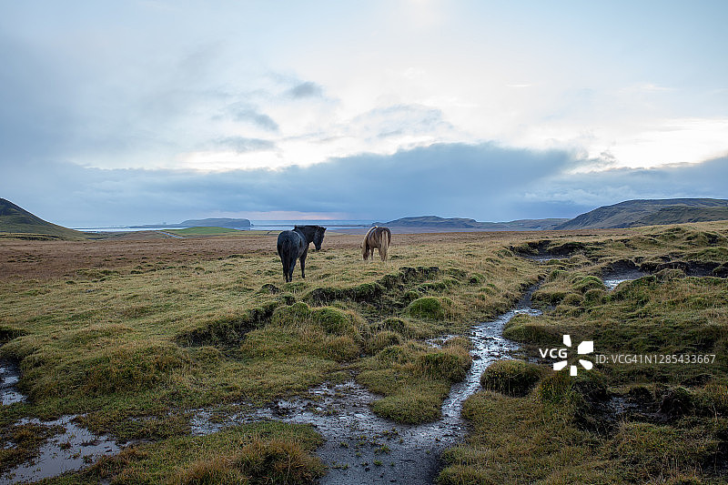在阴雨天气中吃草的冰岛马图片素材