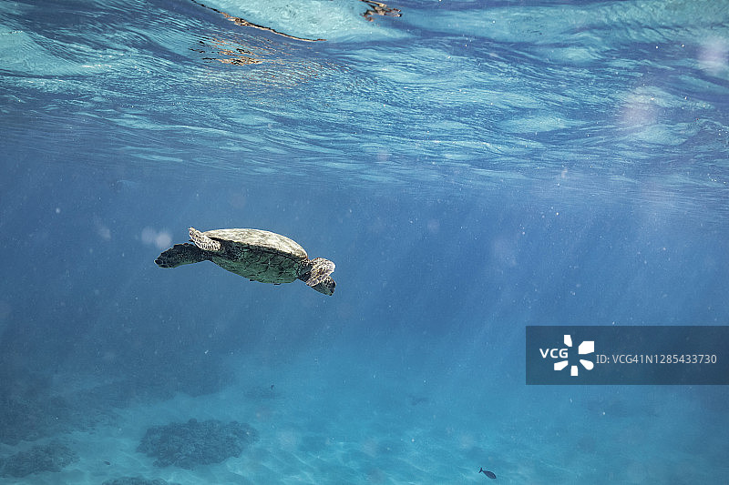 夏威夷海面下的海龟图片素材