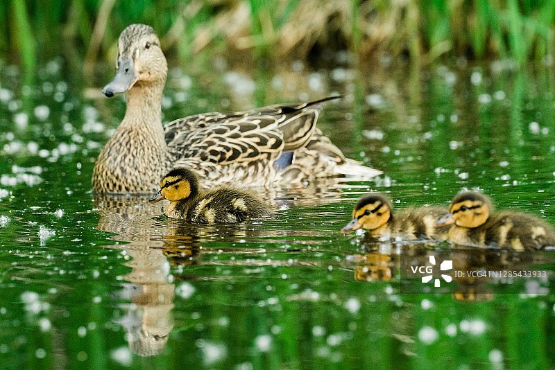 雌性绿头鸭和三只小鸭子游泳的侧视图图片素材