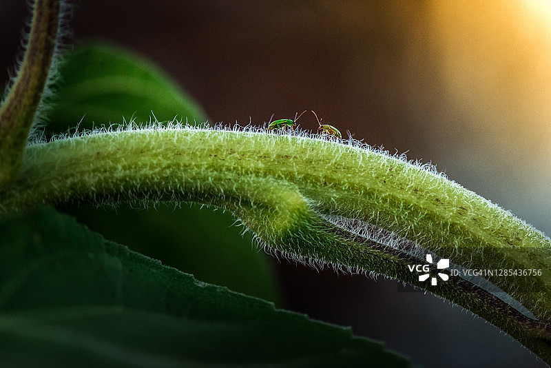 阳光下向日葵茎上相遇的两只蚜虫图片素材