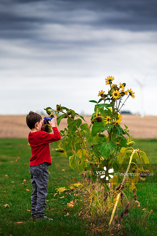小男孩用玩具相机在后院拍摄向日葵图片素材