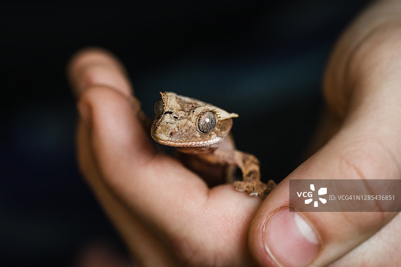握在孩子手中的幼年睫角守宫图片素材