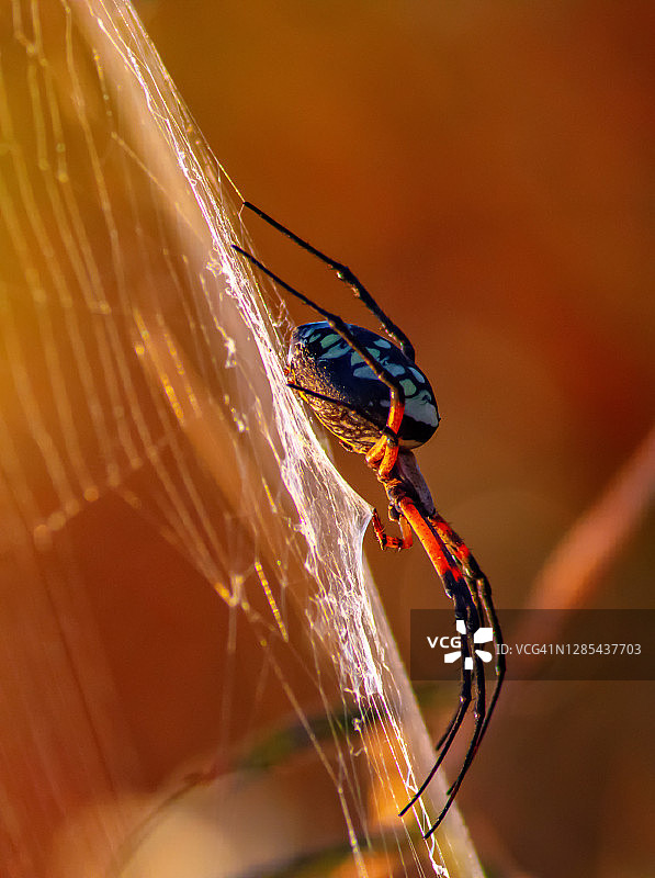 黄色花园金蛛图片素材