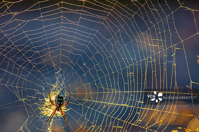 德克萨斯州巴黎的黄色花园球体蜘蛛图片素材