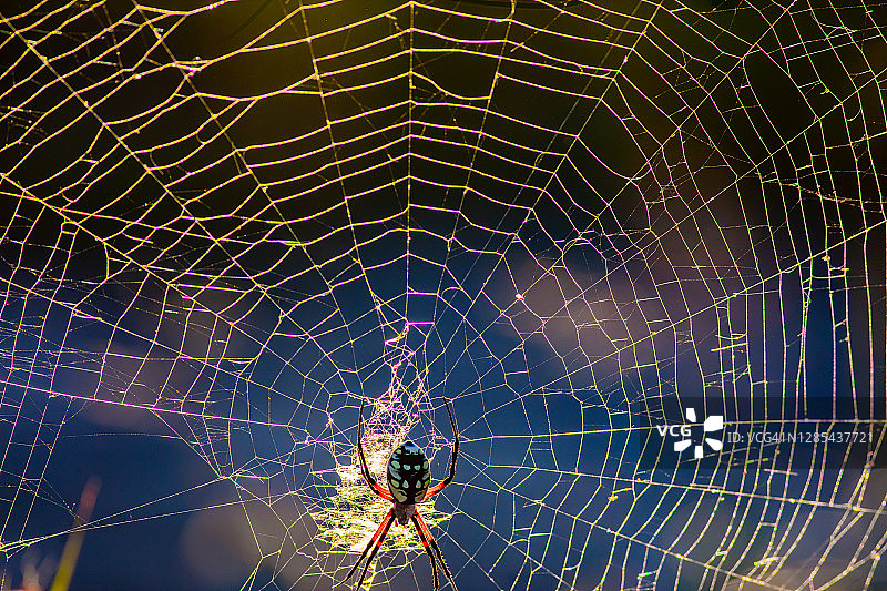 德克萨斯州巴黎的黄色花园球体蜘蛛图片素材