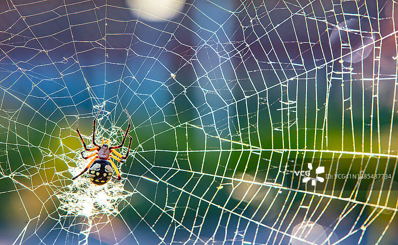 德克萨斯州巴黎的黄色花园球体蜘蛛图片素材