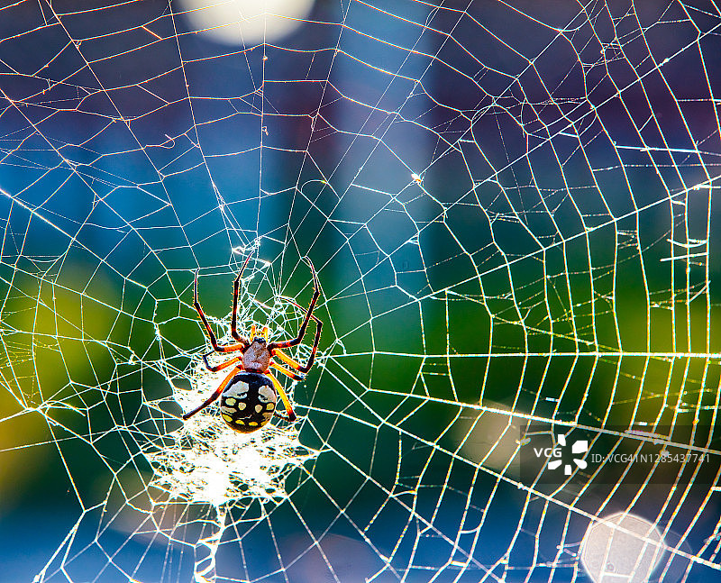 德克萨斯州巴黎的黄色花园球体蜘蛛图片素材