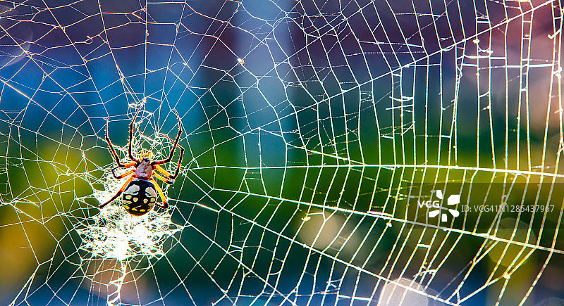 德克萨斯州巴黎的黄色花园球体蜘蛛图片素材