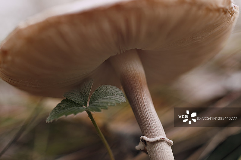 秋季森林中高柄蘑菇特写图片素材