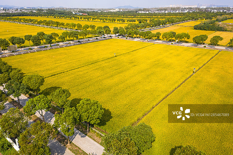 秋季航拍：中国江苏省江阴市乡村的稻田图片素材
