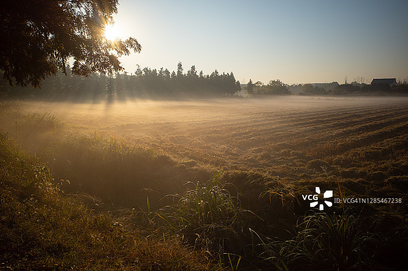日出时农业田地的低雾图片素材