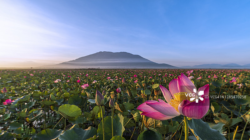 莲花和多云的山景背景图片素材